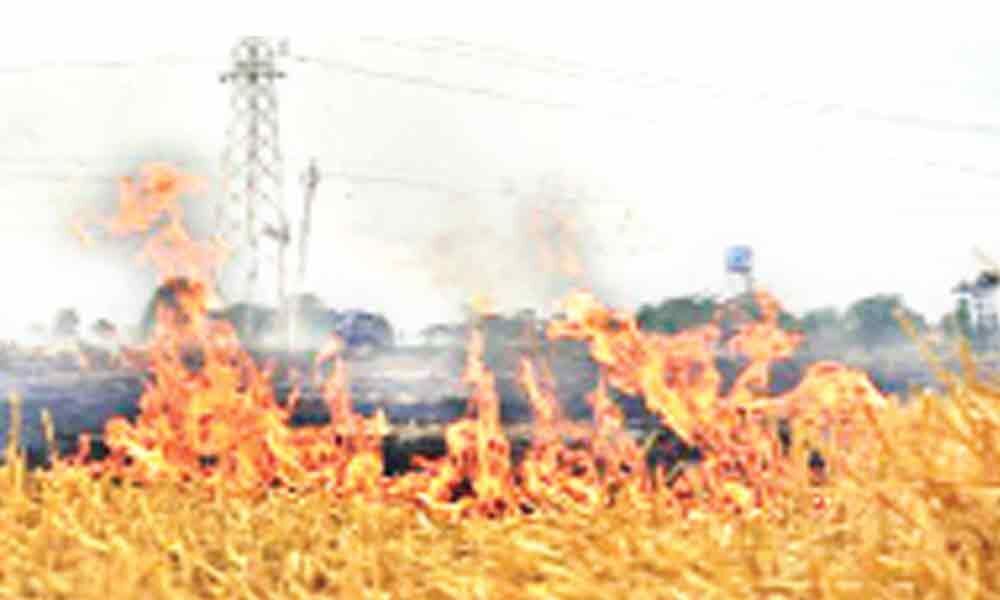 Viable alternative emerges to burning paddy straw in Punjab