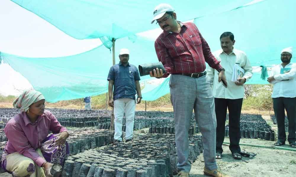 Collector M Hanumanth Rao warns against neglect of saplings