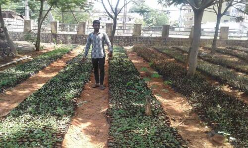 17 lakh saplings for west zone greenery