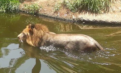 Zoo animals keep cool even as summer peaks