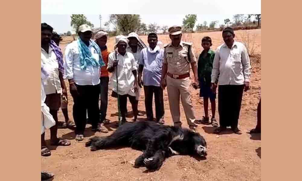 Bear found dead in Madwar