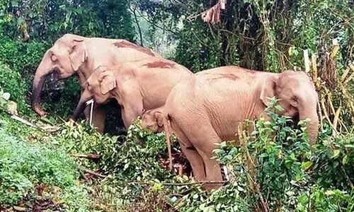 Road trip and a wild tusker