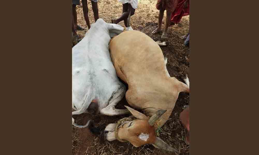 Lightning kills 2 persons, cattle in Nagarkurnool