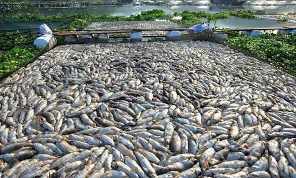 Trout farming becomes major economic booster in J&K