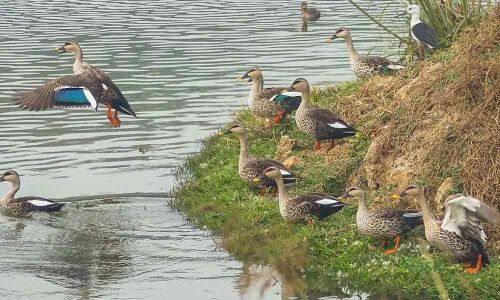 Rejuvenation of Neela Hauz gives Delhiites a soothing vibe