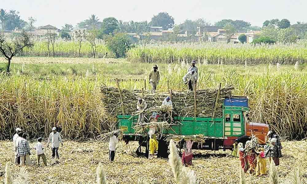 Election deadline forces sugarcane crushing to continue