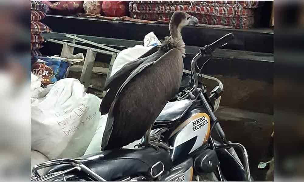 Vulture spotted after 20 years in Hyderabad