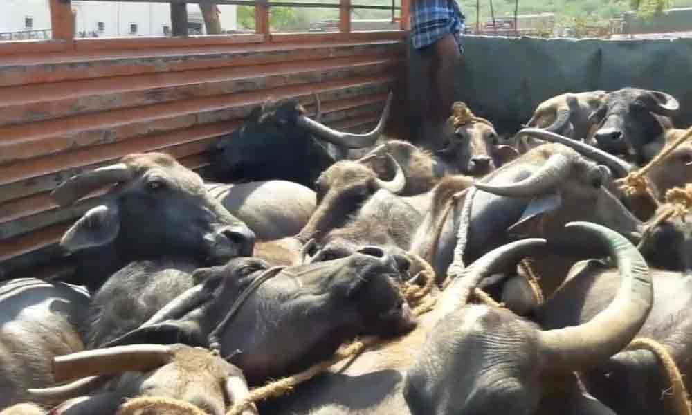Fodder scarcity haunts farmers in Kurnool district