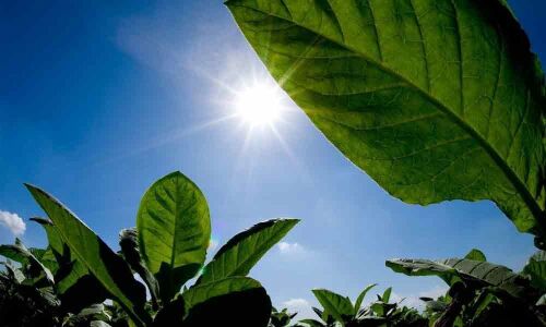 Plants have increased the process of photo-synthesis to slow down climate change