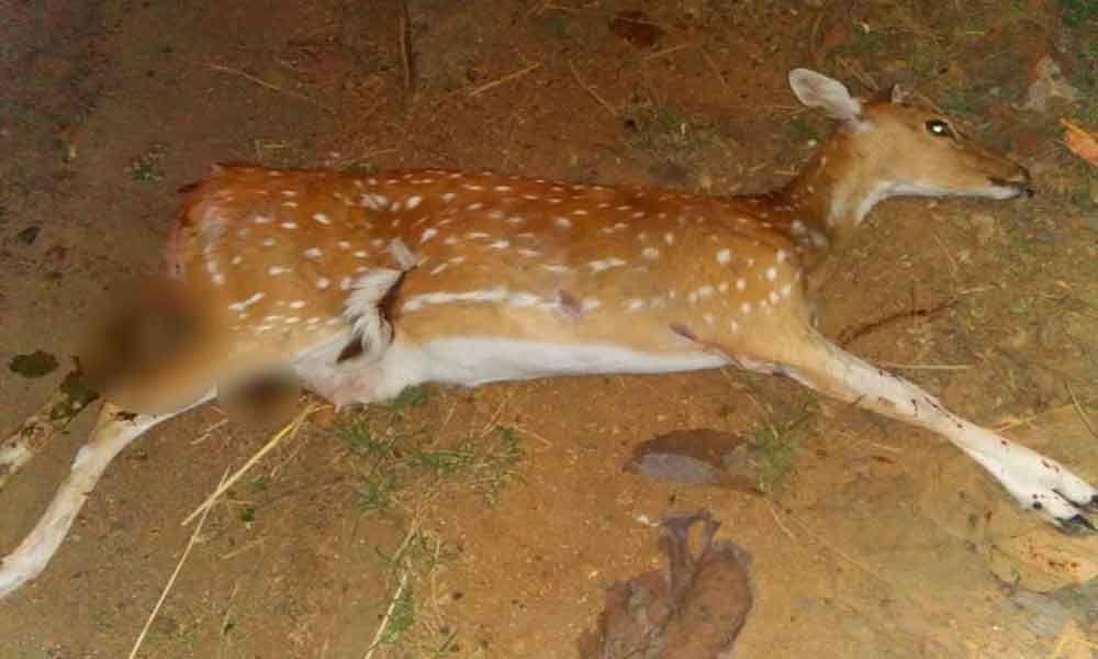 Deer killed in road accident