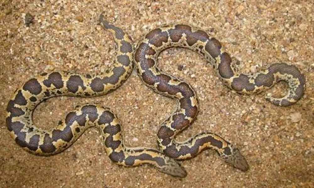 Maharashtra: Sand Boa snakes worth Rs 1.2 crore seized, 2 held