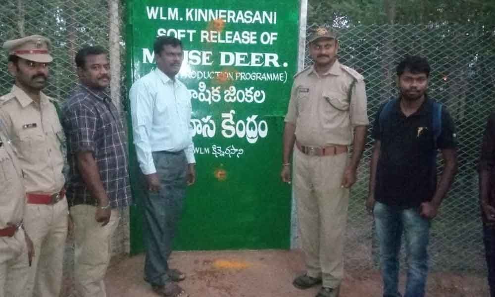 Mouse deer breeding yields good results