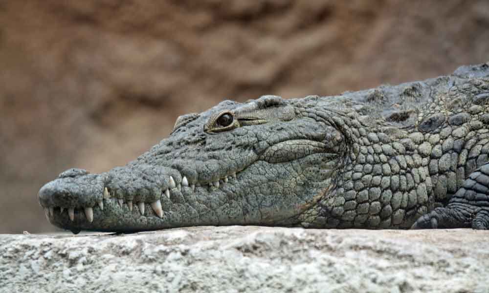 Gujarat: Thirsty crocodile crawls into house kitchen