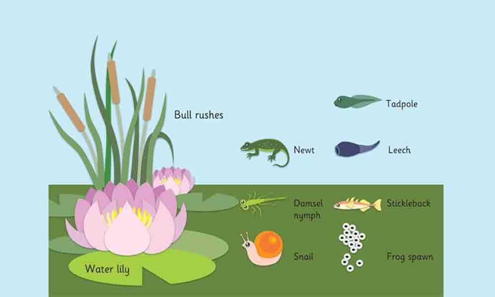 Learn about pond life