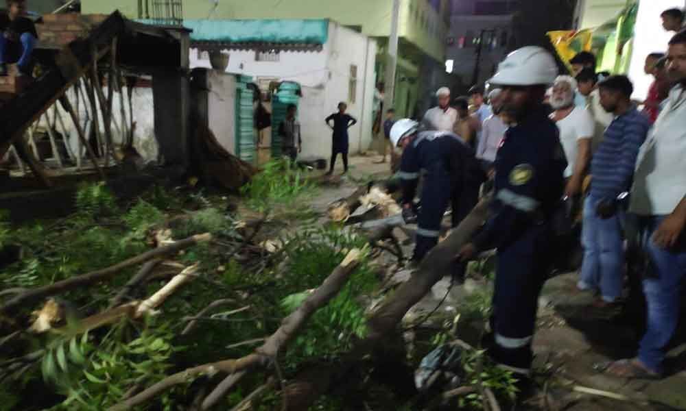 Several trees get uprooted in Alwal