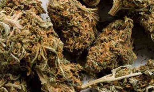 Police seize 16 kg ganja, nab 7 in Nellore