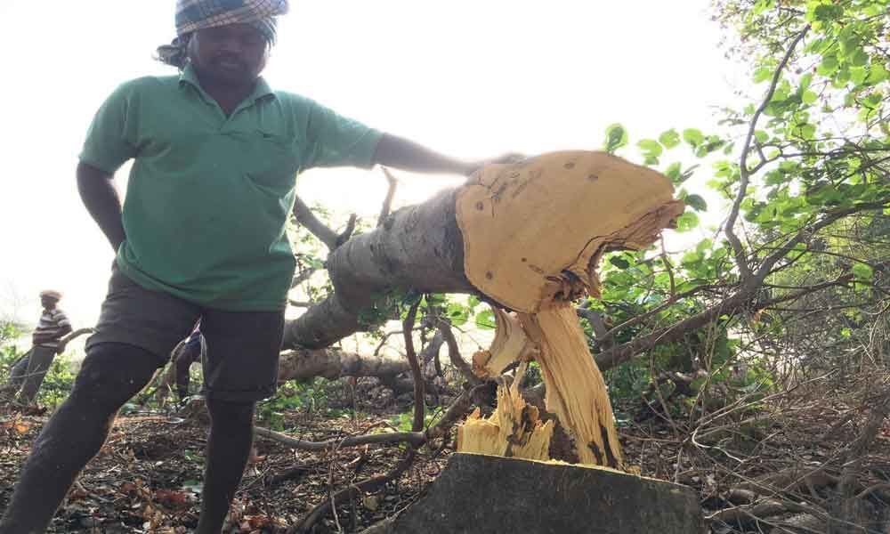 Illegal tree felling going on unabated