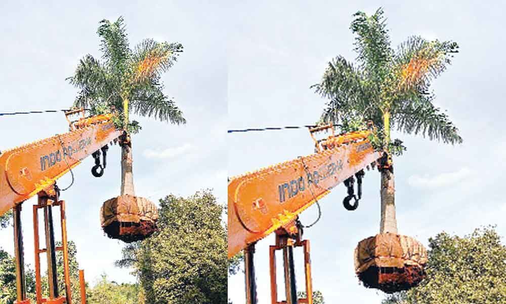 Why chop when you can translocate trees?