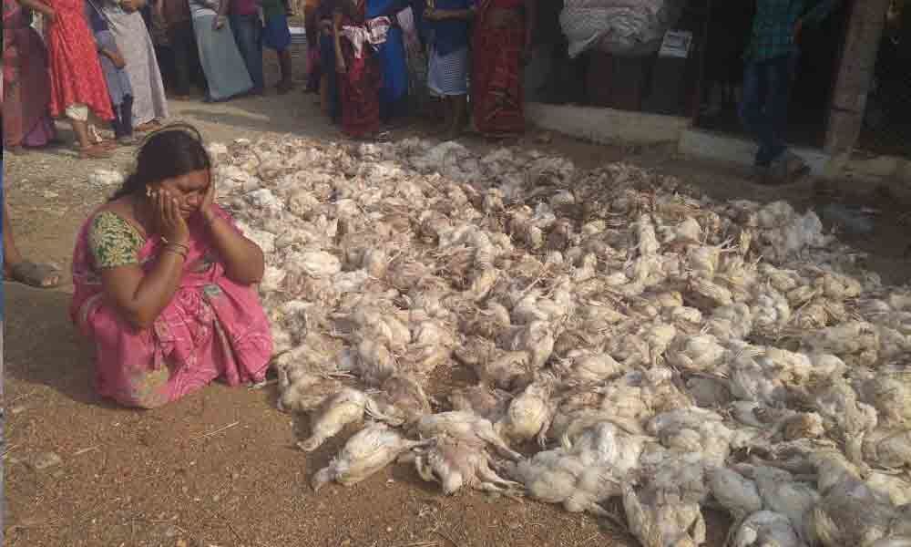 Heat wave kills 4,000 chickens in Warangal