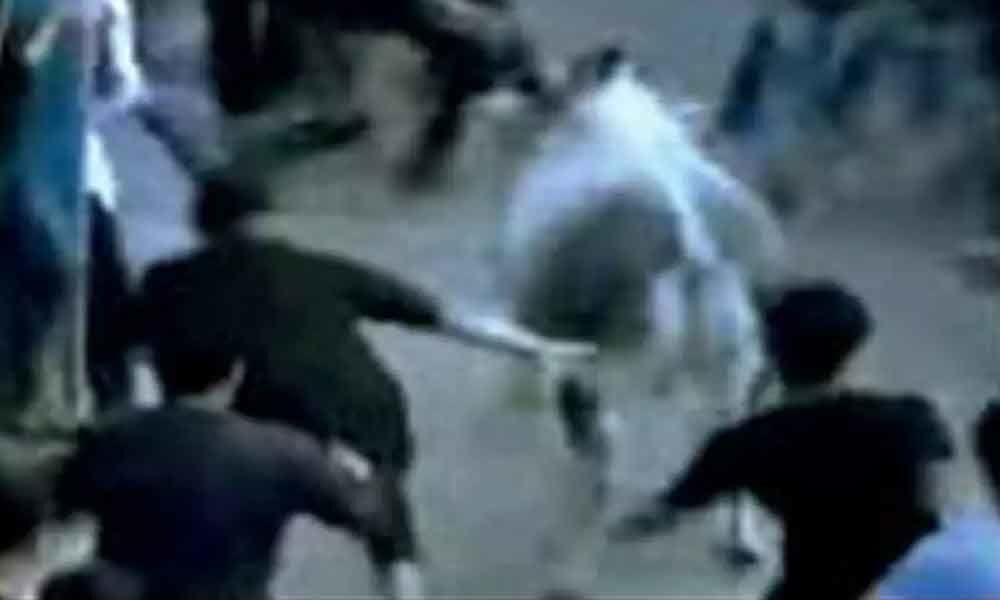 Bull attack on Shia procession, 12 injured