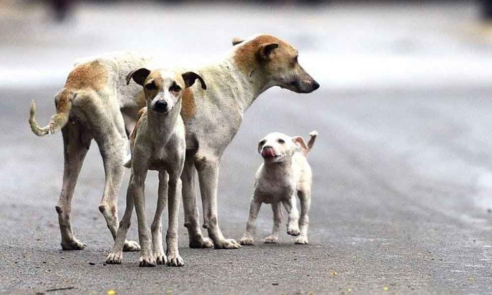 Six-year-old boy attacked by dogs at Moulali