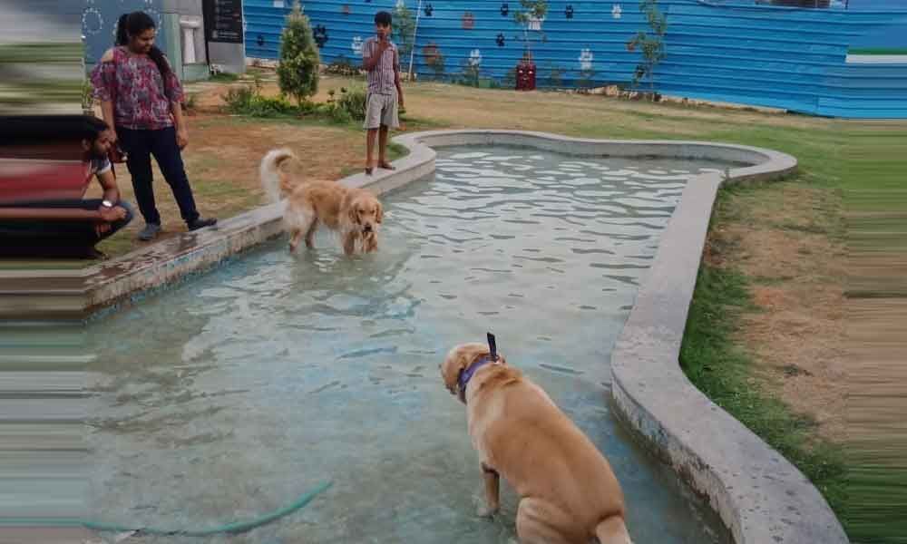 Dogs suffer injuries at Gachibowli Dog Park