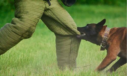 Boy injured seriously in dog bite incident in Moulali