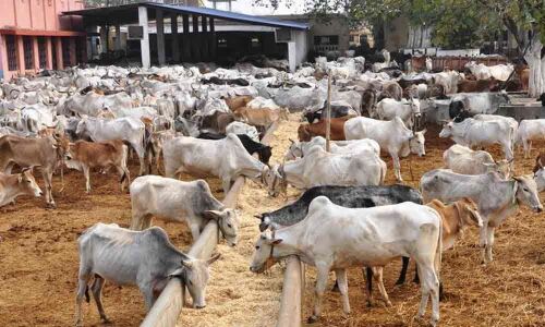 Thousands of cows lives to be transformed for better
