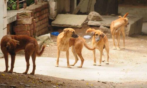 Dog bite cases on rise in city