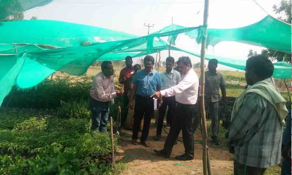 Haritha Haram: Kothagudem to plant 1.46 crore saplings