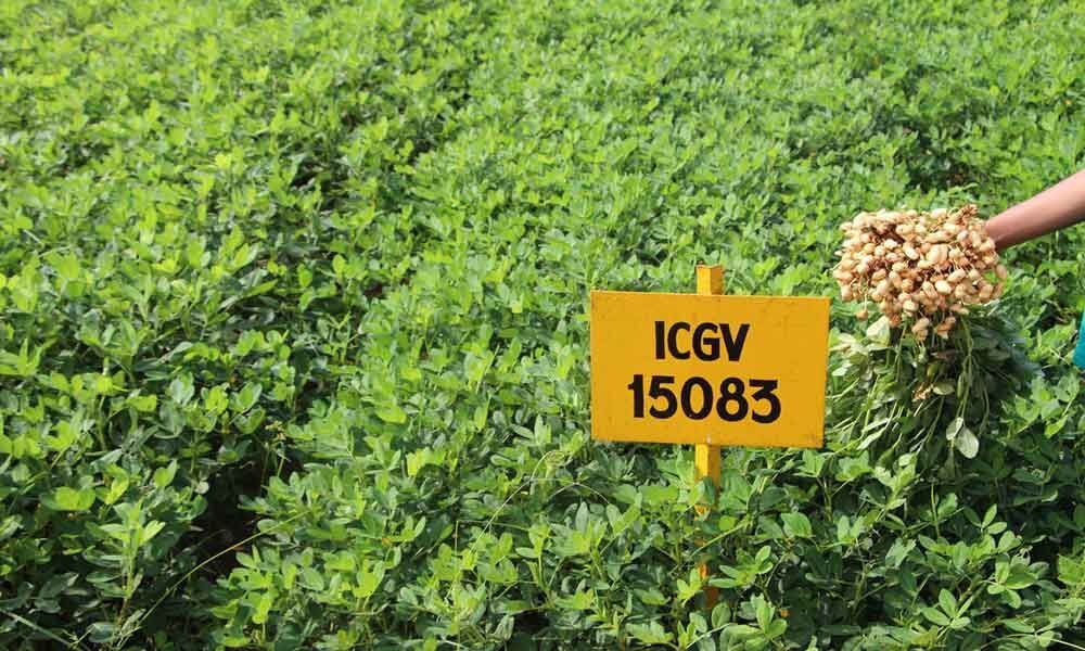 New groundnut seeds promise high oleic oil