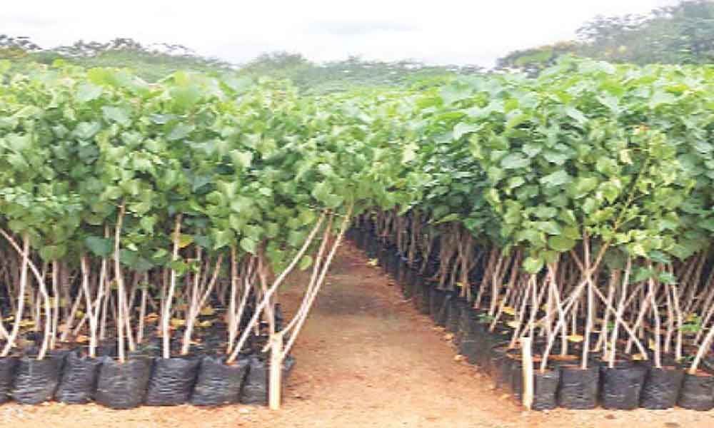 2 lakh saplings target set for each ward