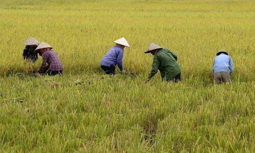 Asia Rice: Top hubs see muted activity