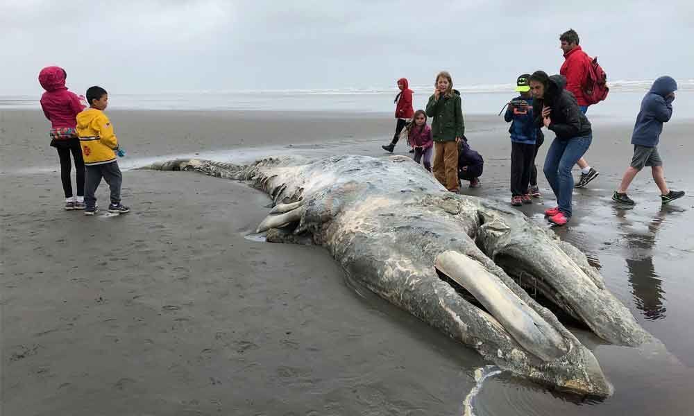 Declining food sources and dying gray whales in US West Coast
