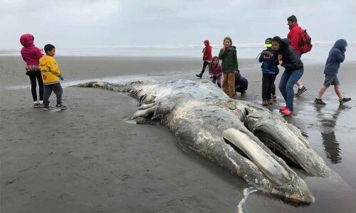 Declining food sources and dying gray whales in US West Coast