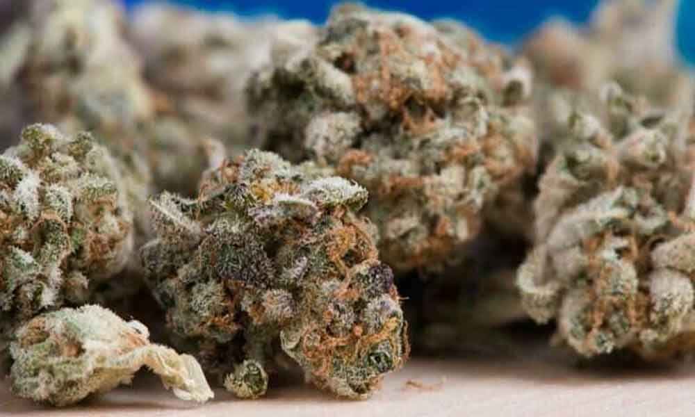 300 kgs cannabis seized in Chhattisgarh, three held