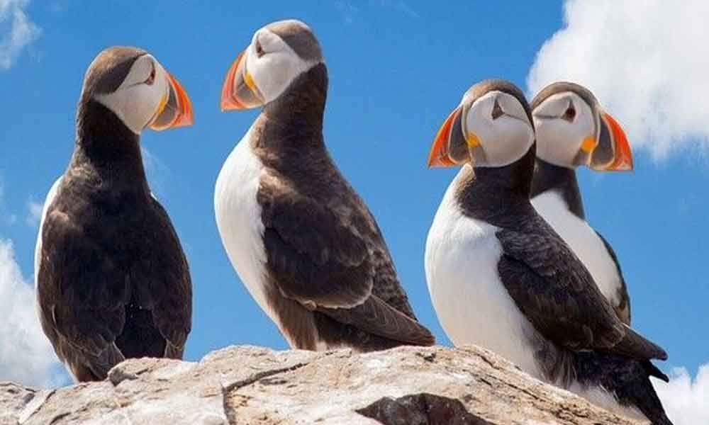 Mass deaths of puffin birds linked to climate change