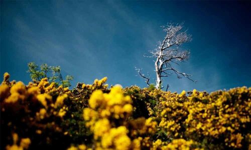 Climate-Change Battle : Will Modi spur global inaction into action?