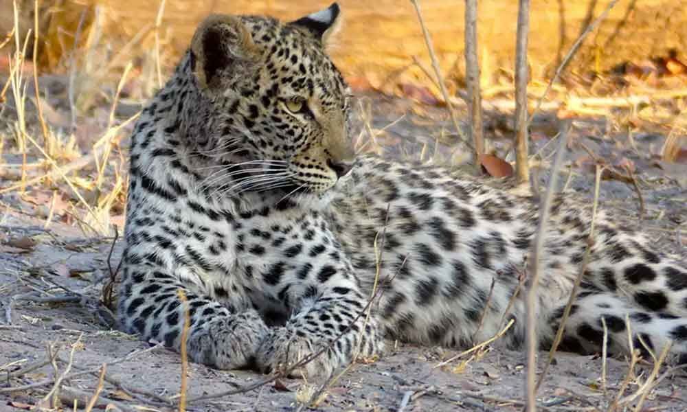 Maharashtra: Leopard attacks forest official in Nashik