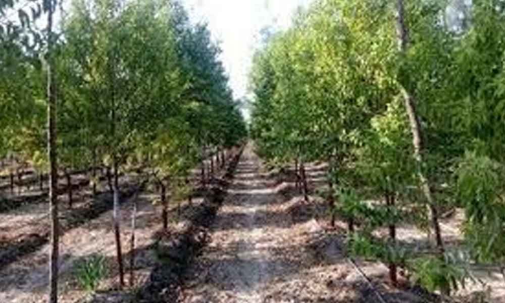 TS pushes for sandalwood cultivation