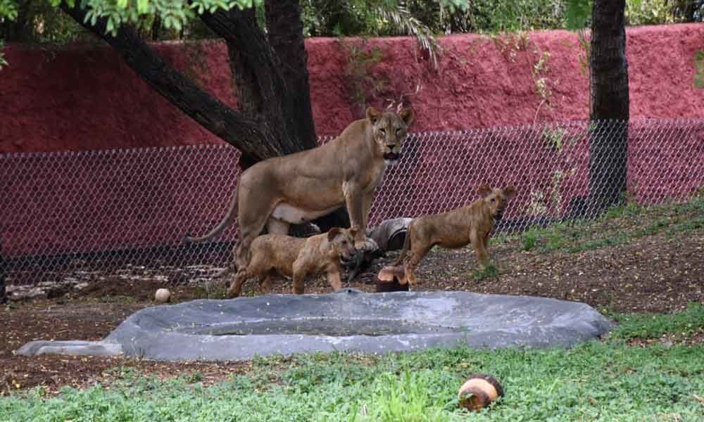 African Lion cubs add to attractions at zoo