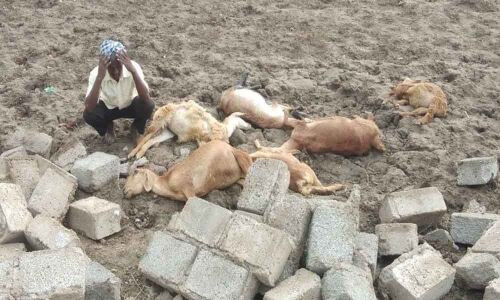 Ten sheep killed as wall collapses