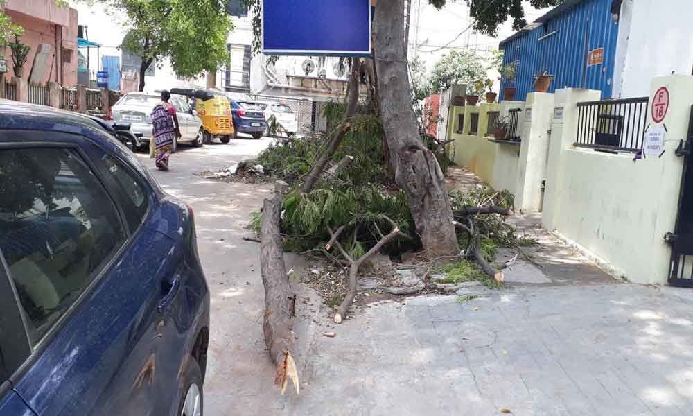 Uprooted trees: GHMC fails to clear debris