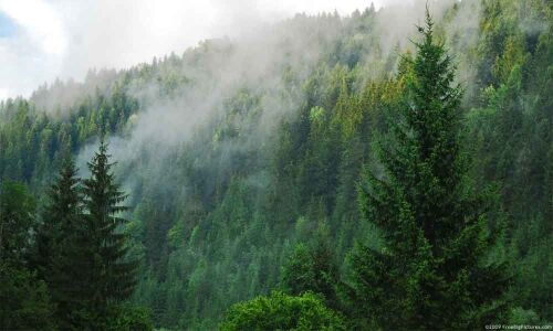 Modi pledges for cleaner planet on World Environment Day