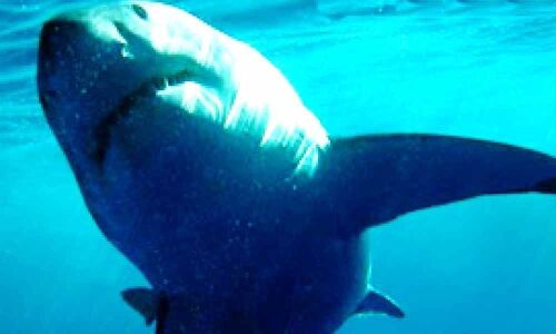 US teenager loses leg in shark attack in North Carolina