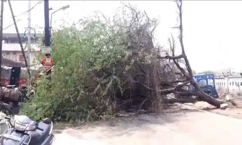 Traffic hit as fallen tree blocks road