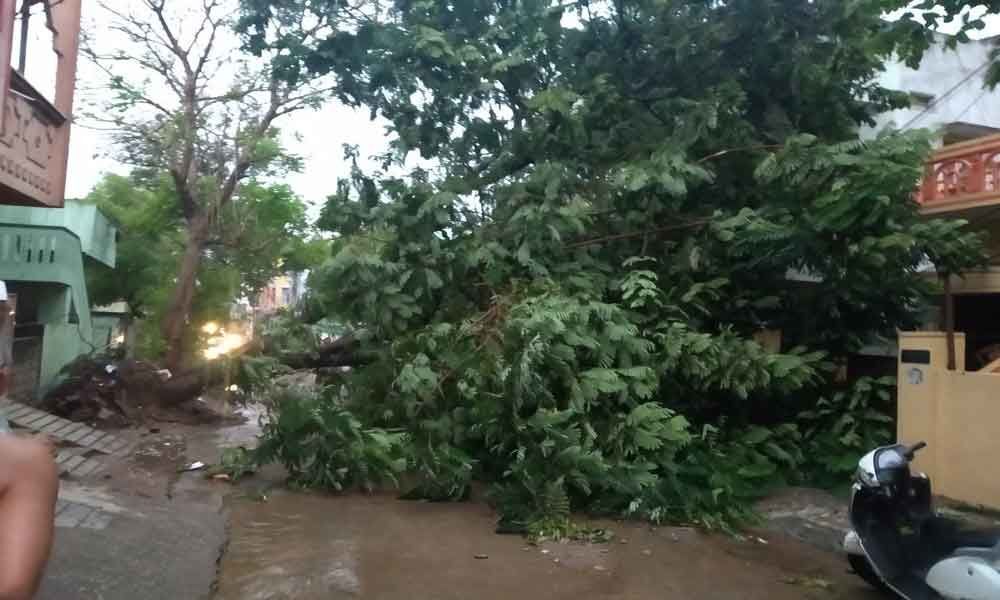 Uprooted tree blocks road; traffic flow hit