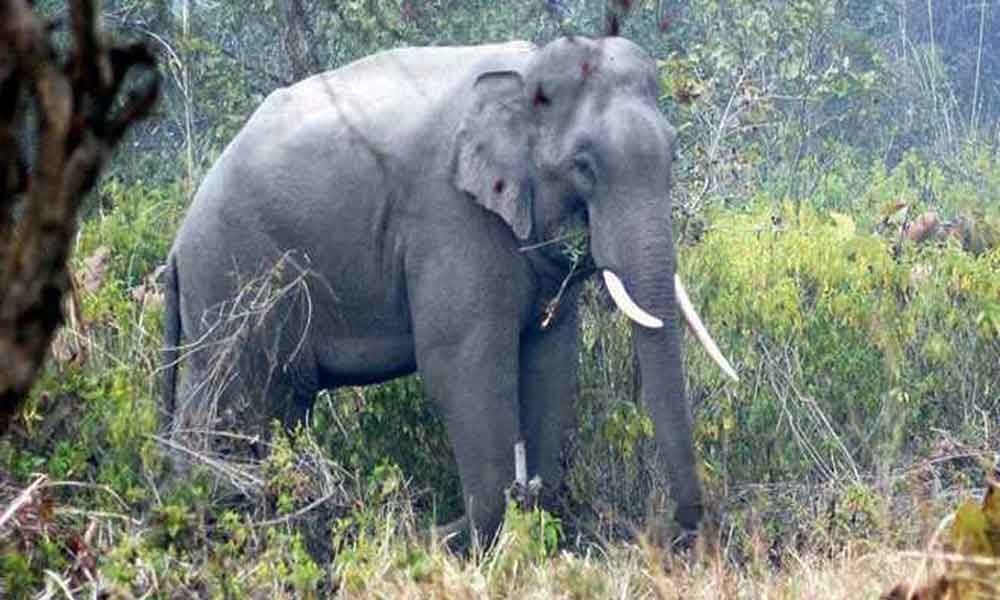 Villager killed by wild elephant in Chhattisgarh