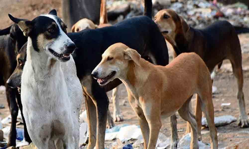 333 fall prey to mad dogs in Mahbubnagar, Narayanpet