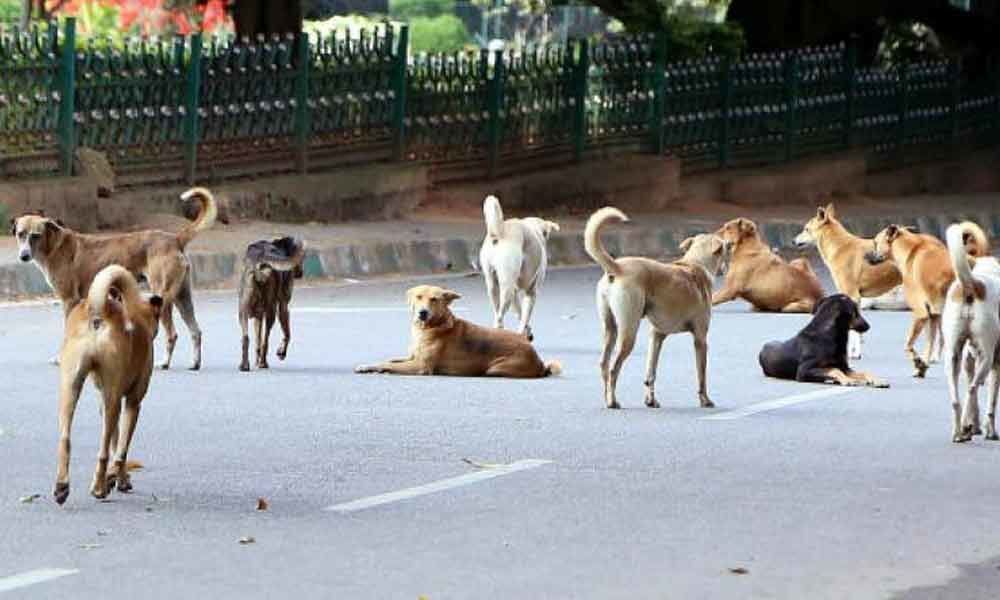 333 fall prey to stray dog menace in Mahbubnagar, Narayanpet